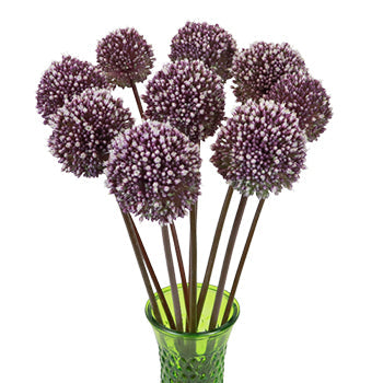 Amethyst Hues Allium Flower