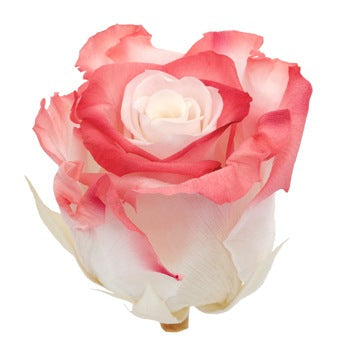 Preserved Altar Love Rose