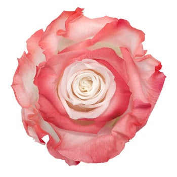 Preserved Altar Love Rose