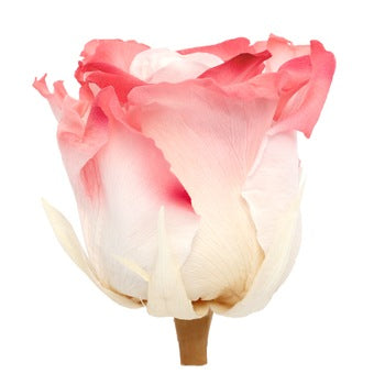 Preserved Altar Love Rose