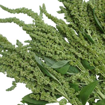 Green Upright Amaranthus Bulk Fall Greens