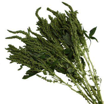 Green Upright Amaranthus Bulk Fall Greens