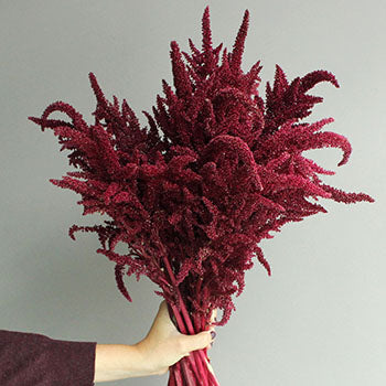 Red Upright Amaranthus Fresh Greens
