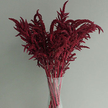 Red Upright Amaranthus Fresh Greens