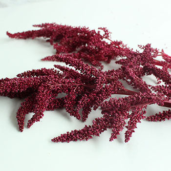 Red Upright Amaranthus Fresh Greens