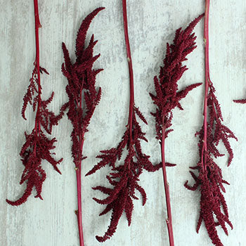 Red Upright Amaranthus Fresh Greens