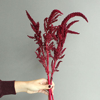 Red Upright Amaranthus Fresh Greens