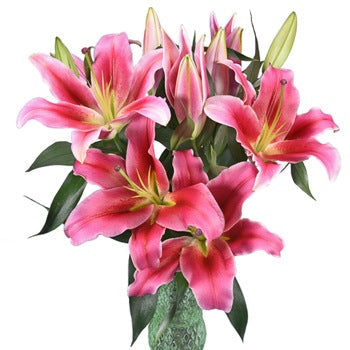 Watermelon Pink Lily Flower