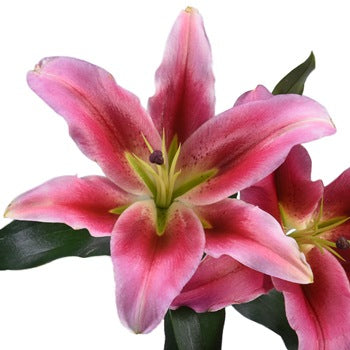 Watermelon Pink Lily Flower