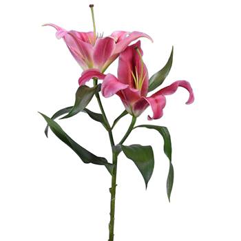 Watermelon Pink Lily Flower