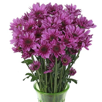 Beauty Queen Daisy Flower