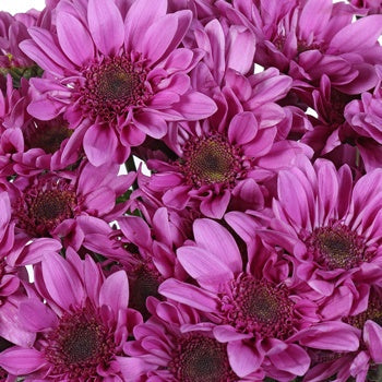 Beauty Queen Daisy Flower