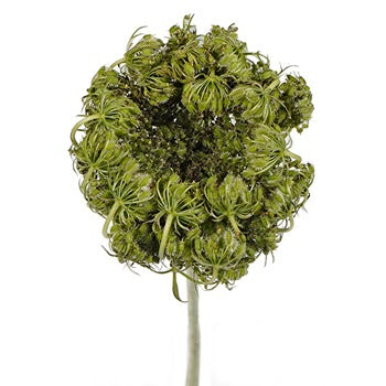 Antique Lace Pods