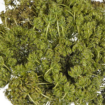 Antique Lace Pods
