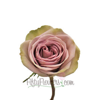 Amnesia Dusty Lavender Rose Stem