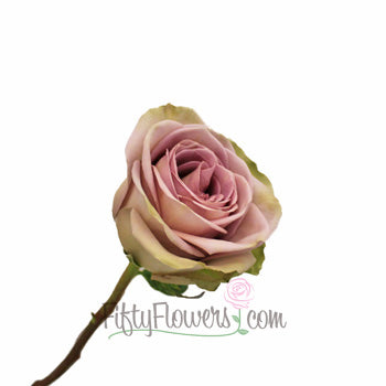 Amnesia Rose Bloom