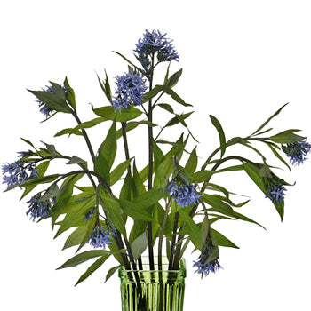 Amsonia Night Sky Filler Flower