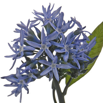 Amsonia Night Sky Filler Flower