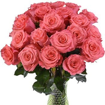 Amsterdam Hot Coral Pink Rose