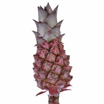 Mini Scarlet Pineapples