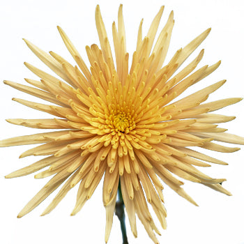 Spider Mum Bronze Flower