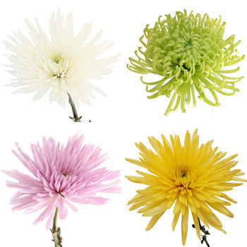 Anastasia Spider Assorted Color Flowers