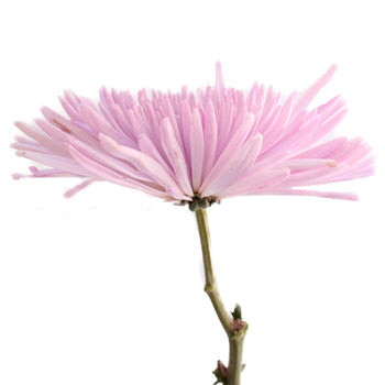 Anastasia Spider Millennial Pink Flowers