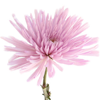 Anastasia Spider Millennial Pink Flowers