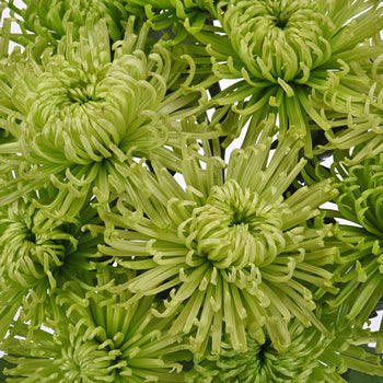 Anastasia Spider Green Flowers