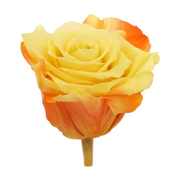 Preserved Andean Fire Rose