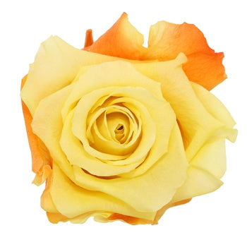 Preserved Andean Fire Rose