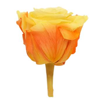 Preserved Andean Fire Rose