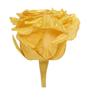 Preserved Andean Gold Rose