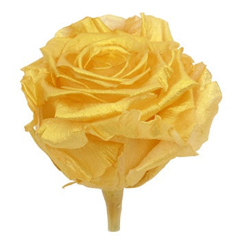 Preserved Andean Gold Rose