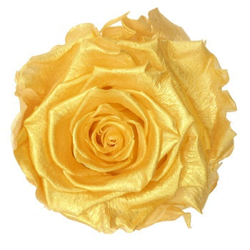 Preserved Andean Gold Rose