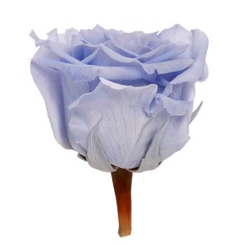 Preserved Andean Sky Rose