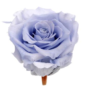 Preserved Andean Sky Rose