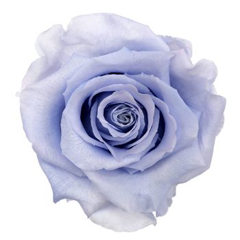 Preserved Andean Sky Rose