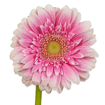 Pink Feather Mini Gerbera Daisies