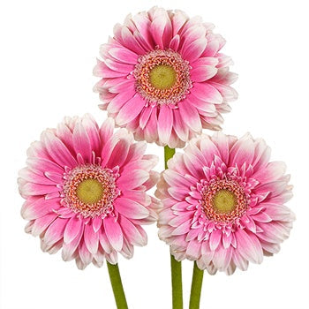 Pink Feather Mini Gerbera Daisies