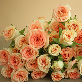 Coral Kiss Spray Rose