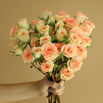 Coral Kiss Spray Rose
