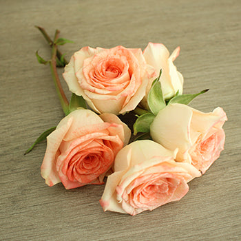 Coral Kiss Spray Rose