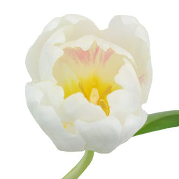 Russian White Fresh Tulips