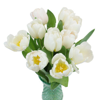Russian White Fresh Tulips