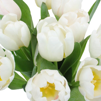 Russian White Fresh Tulips