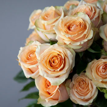 Fresh European Cut Peach Roses For Your House