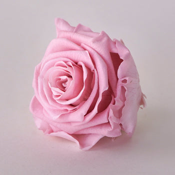 Preserved Antique Pink Rose