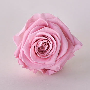 Preserved Antique Pink Rose