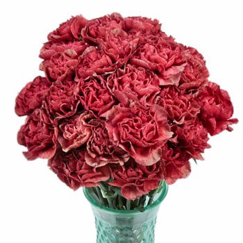 Antique Coral Carnation Flowers in a Vase